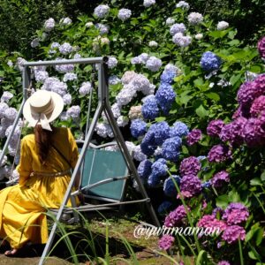 かくれの里あじさいサムネイル画像