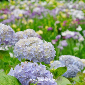 池田池公園花菖蒲園2023サムネイル画像