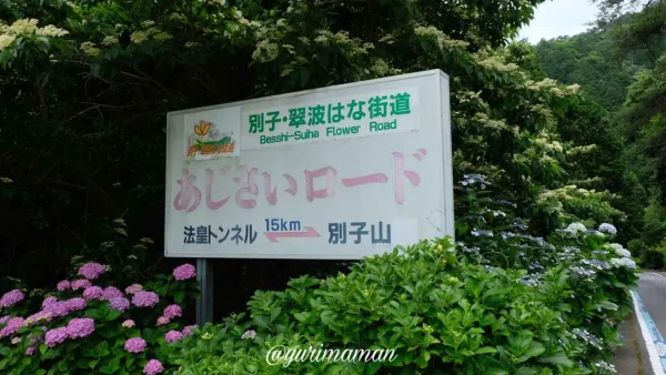 四国中央市嶺南のあじさいロード｜法皇トンネル方面のあじさい群生1