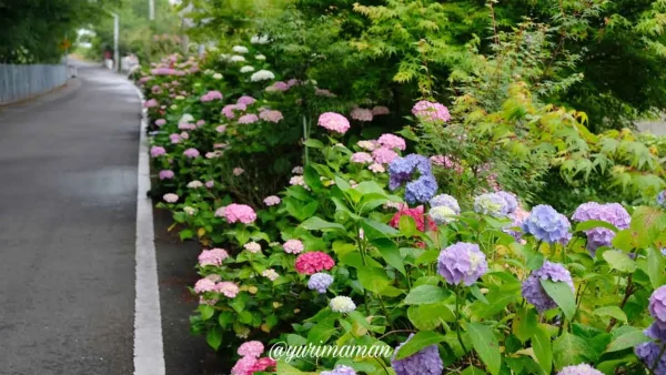 あじさいロード山田（愛媛・新居浜）道沿いにあじさいの花が咲く名所1