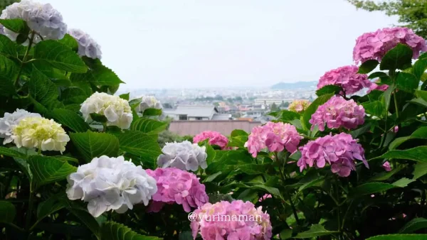 あじさいロード山田（愛媛・新居浜）見頃の様子