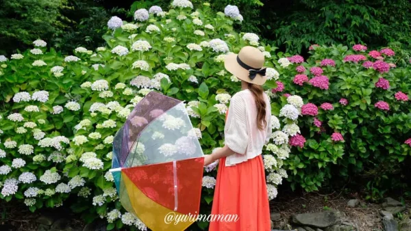 あじさいロード山田沿いにある「じっ家カフェ」のあじさい2