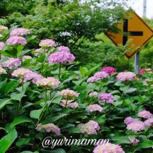あじさいロード山田（愛媛・新居浜）名所サムネイル画像