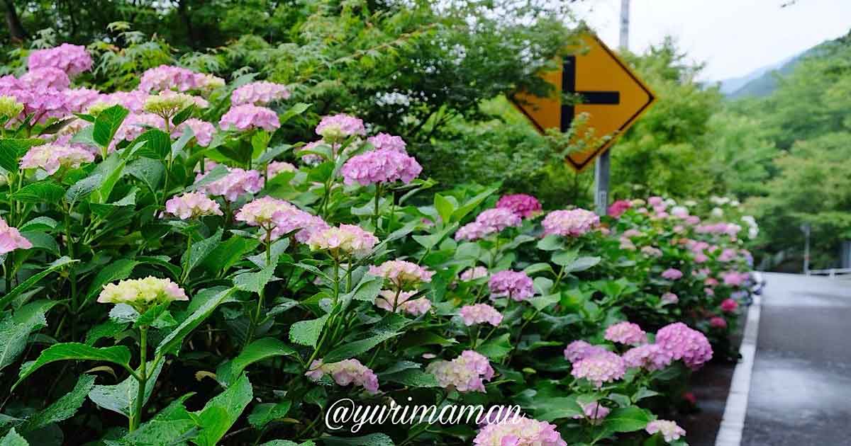 あじさいロード山田（愛媛・新居浜）名所サムネイル画像