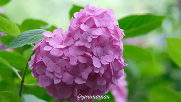 松山総合公園の紫陽花園に咲くあじさいの様子(ハート) - ゆりママんブログ 松山総合公園の紫陽花園に咲くあじさいの様子(ハート)
