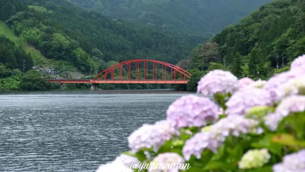 金砂湖畔公園（四国中央市）に咲くあじさい