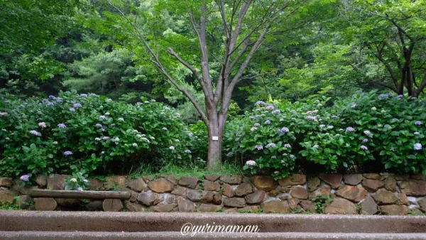松山総合公園のあじさいの壁みたいなフォトスポット1 - ゆりママんブログ 松山総合公園のあじさいの壁みたいなフォトスポット1