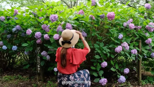 松山総合公園で見つけたあじさいのフォトスポット - ゆりママんブログ 松山総合公園で見つけたあじさいのフォトスポット