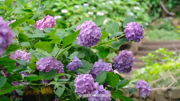 松山総合公園の紫陽花園に咲くあじさいの様子4 - ゆりママんブログ 松山総合公園の紫陽花園に咲くあじさいの様子4
