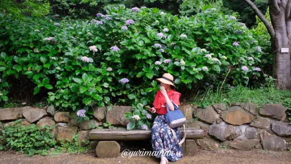 松山総合公園のあじさいの壁みたいなフォトスポット1 - ゆりママんブログ 松山総合公園のあじさいの壁みたいなフォトスポット1