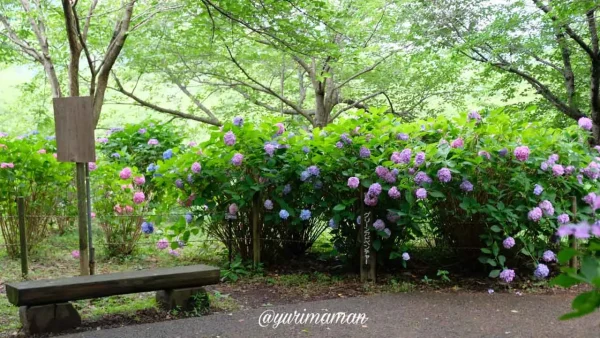 松山総合公園の紫陽花園に咲くあじさいの様子2 - ゆりママんブログ 松山総合公園の紫陽花園に咲くあじさいの様子2