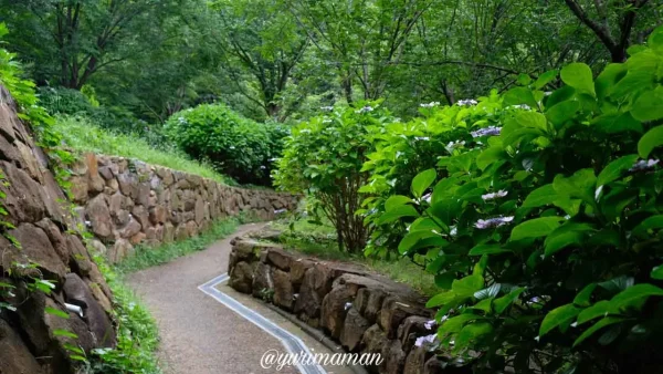 松山総合公園のあじさいロードと遊歩道1 - ゆりママんブログ 松山総合公園のあじさいロードと遊歩道1