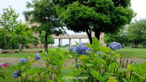 松山総合公園の展望広場近くに咲く紫陽花1 - ゆりママんブログ 松山総合公園の展望広場近くに咲く紫陽花1