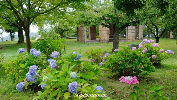 松山総合公園の展望広場近くに咲く紫陽花3 - ゆりママんブログ 松山総合公園の展望広場近くに咲く紫陽花3