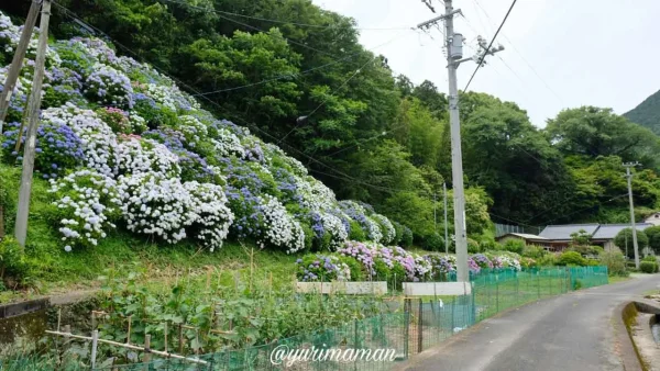 大洲市のあじさいが咲き誇る斜面のようす(下須戒)2 - ゆりママんブログ 大洲市のあじさいが咲き誇る斜面のようす(下須戒)2