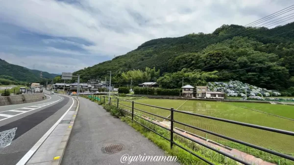 大洲市のあじさい（下須戒）までの道のりアクセス