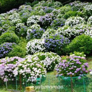 大洲市のあじさい園（下須戒）サムネイル画像