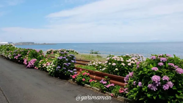 大洲・長浜あじさいロードは瀬戸内海も見える絶景スポット1