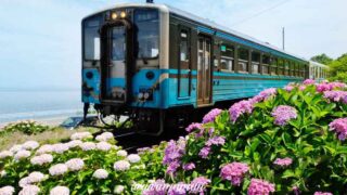 大洲市長浜あじさいロード_サムネイル画像