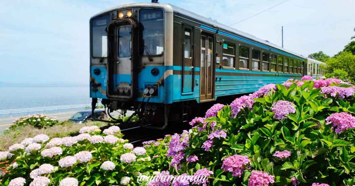 大洲市長浜あじさいロード_サムネイル画像