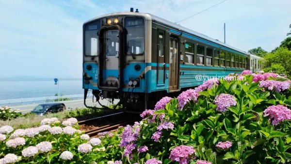 大洲・長浜あじさいロードを通過するワンマン列車