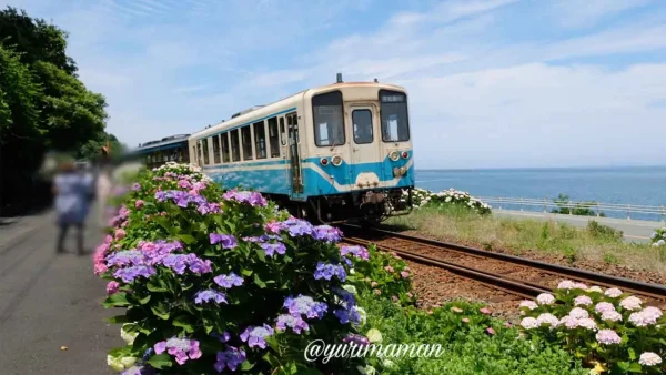 大洲・長浜あじさいロードを通過するワンマン列車2