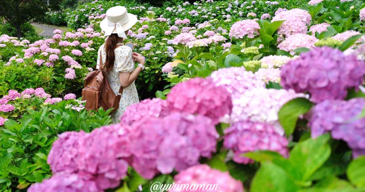 下長瀬あじさい公園（四国中央市）サムネイル画像