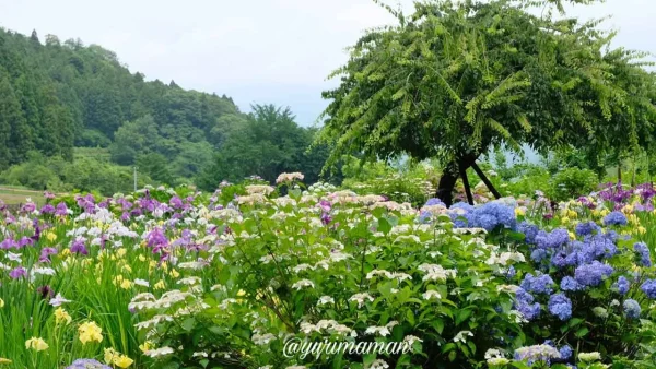 白猪の滝近くの花菖蒲園（東温市）満開の様子2