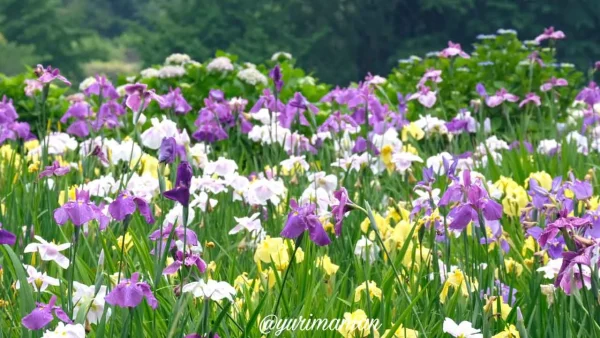 白猪の滝公園（東温市）菖蒲園満開の様子