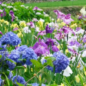 白猪の滝近くの花菖蒲園（東温市）あじさい_サムネイル画像