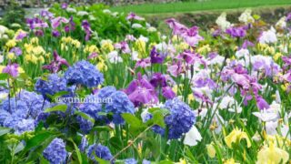 白猪の滝近くの花菖蒲園(東温市)あじさい_サムネイル画像 - ゆりママんブログ 白猪の滝近くの花菖蒲園(東温市)あじさい_サムネイル画像