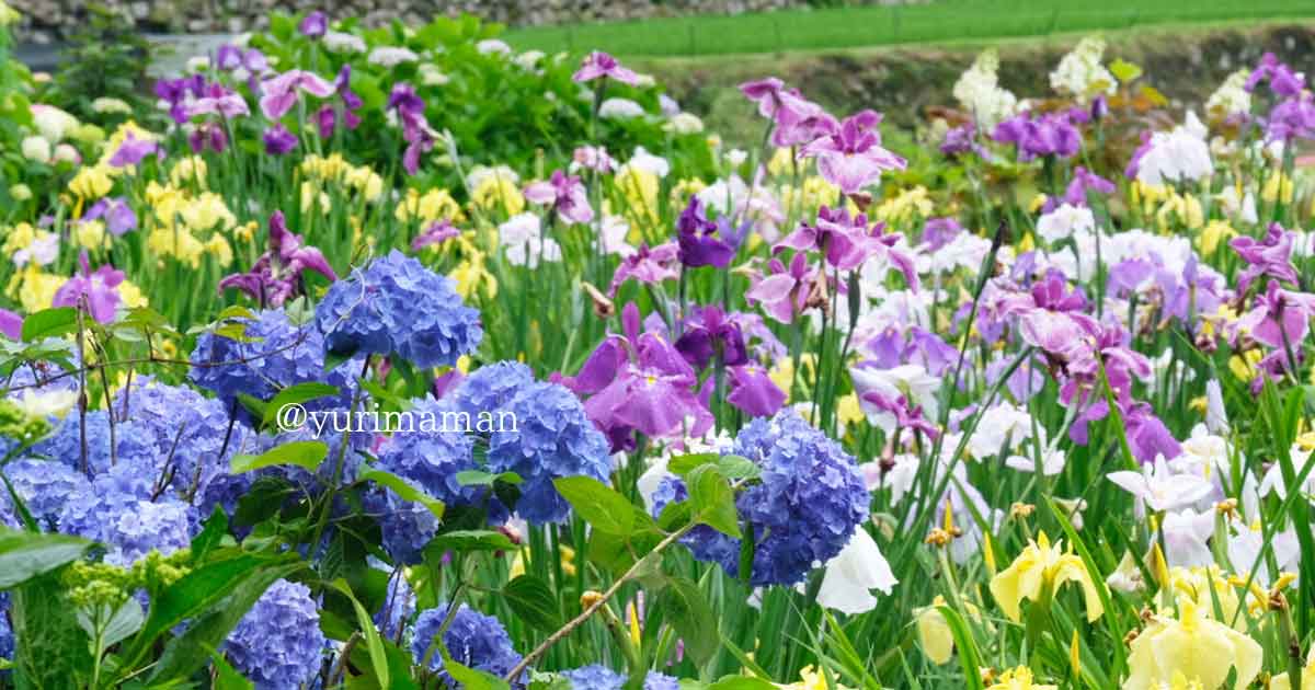 白猪の滝近くの花菖蒲園（東温市）あじさい_サムネイル画像