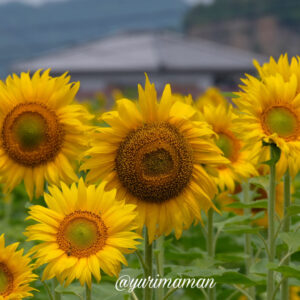 はがた農園ひまわり畑2023サムネイル画像