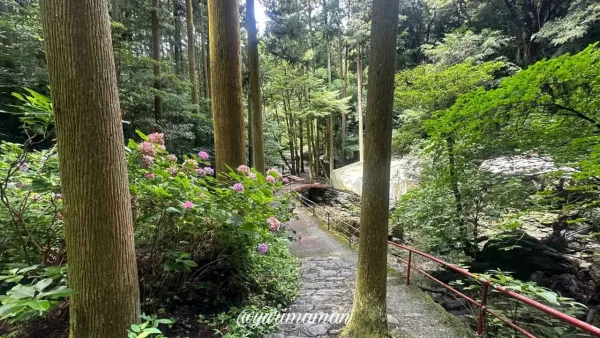 平家谷そうめん流しへ向かう石段の様子。木漏れ日が心地よい山道