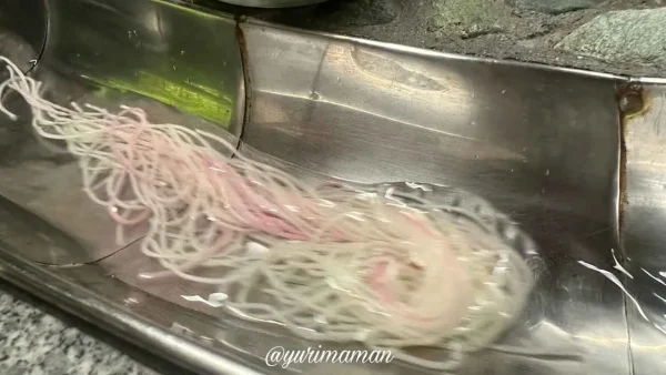 平家谷そうめん流し_次々に流れてくるそうめんをキャッチして食べる