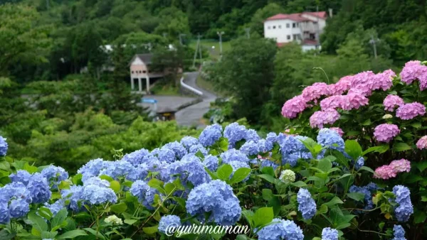 久万高原町・上から見たあじさいロードの絶景1