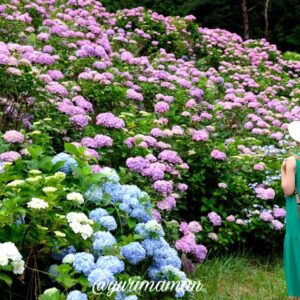 久万高原町のあじさいロード（旧美川 スキー場）サムネイル画像