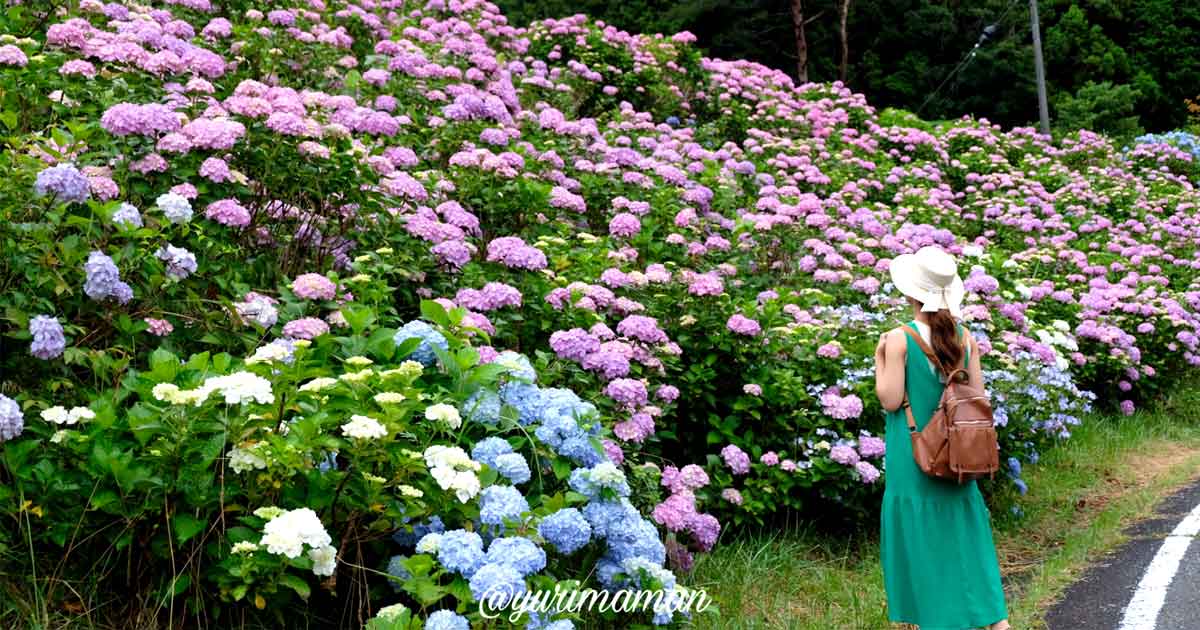 久万高原町のあじさいロード（旧美川 スキー場）サムネイル画像