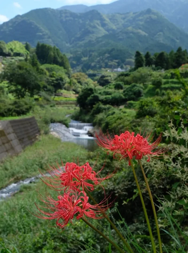 愛媛彼岸花スポットまとめ2