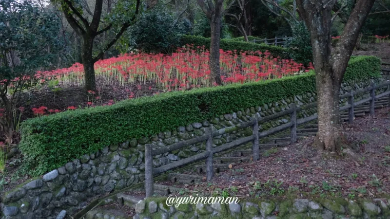 石根ふれあい公園彼岸花3