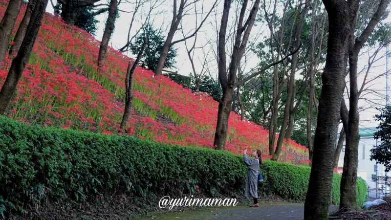 石根ふれあい公園彼岸花1