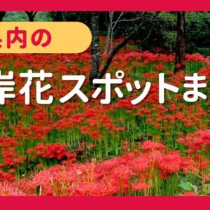 愛媛・彼岸花スポットまとめ｜サムネイル画像