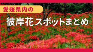 愛媛・彼岸花スポットまとめ｜サムネイル画像