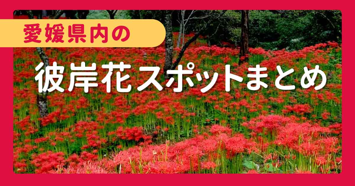 愛媛・彼岸花スポットまとめ｜サムネイル画像