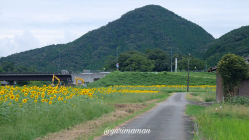 松野町ひまわり畑たいよう農園7