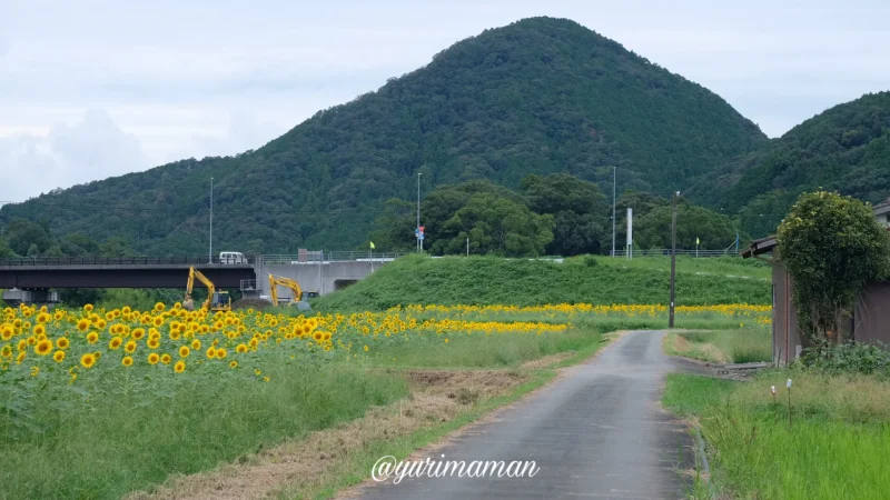 松野町ひまわり畑たいよう農園7