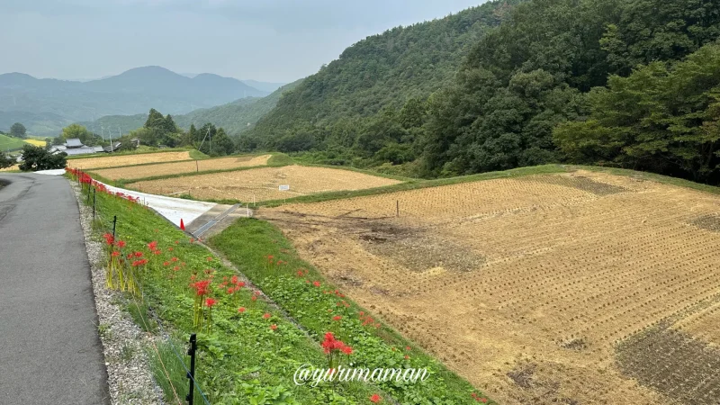 窪野彼岸花群生地駐車場1