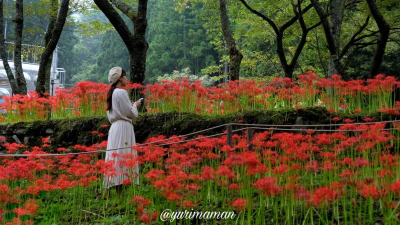 松山窪野彼岸花群生地4