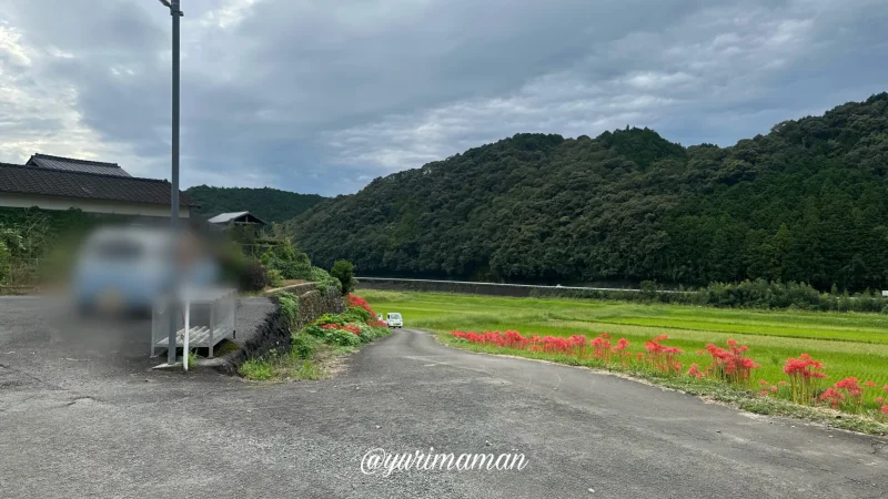 松野町蕨生地区の彼岸花群生地_様子