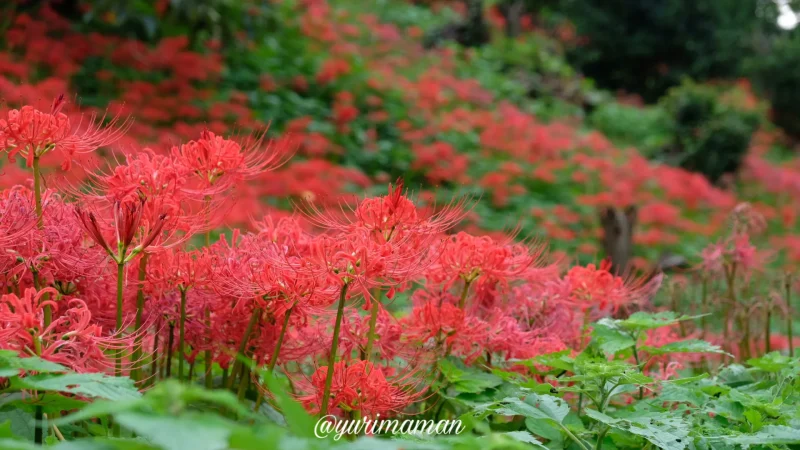 松野町蕨生地区の彼岸花群生地11